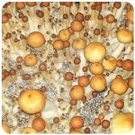 Псилоцибиновые (галлюциногенные)  грибы Psilocybin "Golden Teacher" в Томске